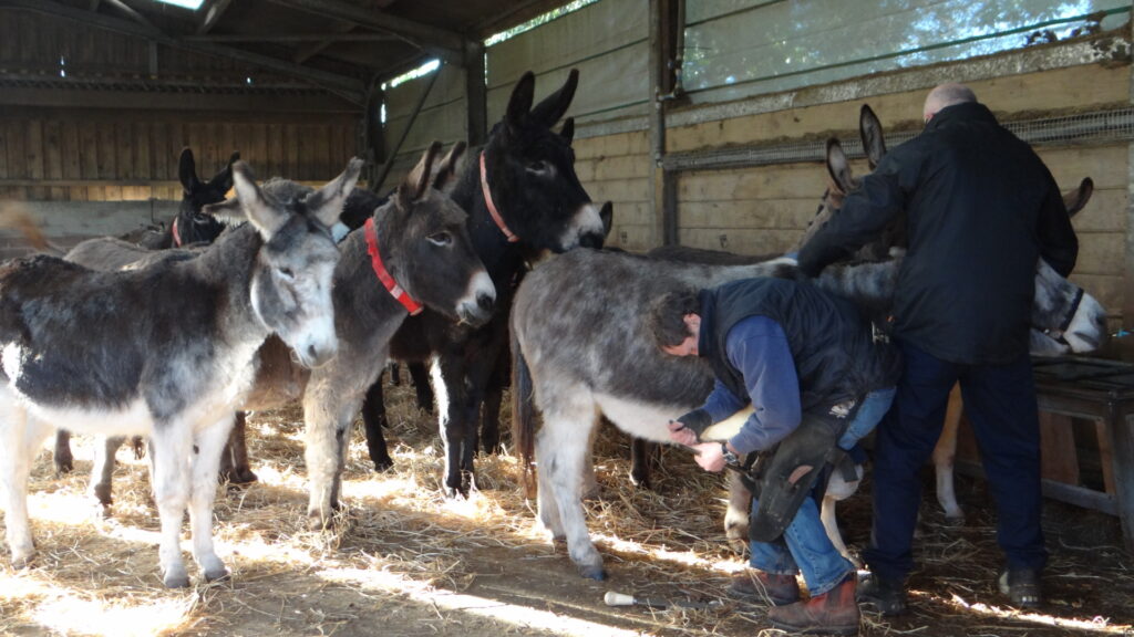 farrier tending livestock Sidmouth Donkey Sanctuary