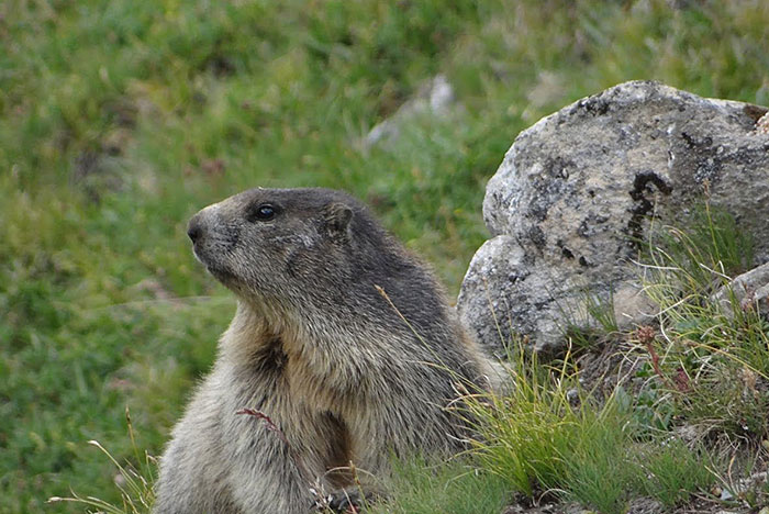 guided-walk-marmotte