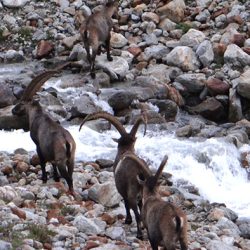 chamois-group