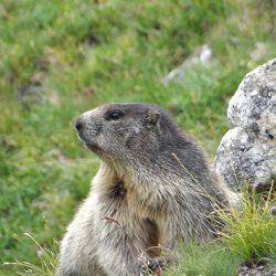 marmotte